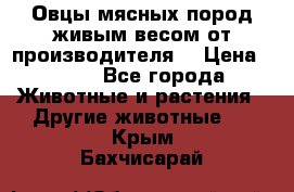 Овцы мясных пород живым весом от производителя. › Цена ­ 110 - Все города Животные и растения » Другие животные   . Крым,Бахчисарай